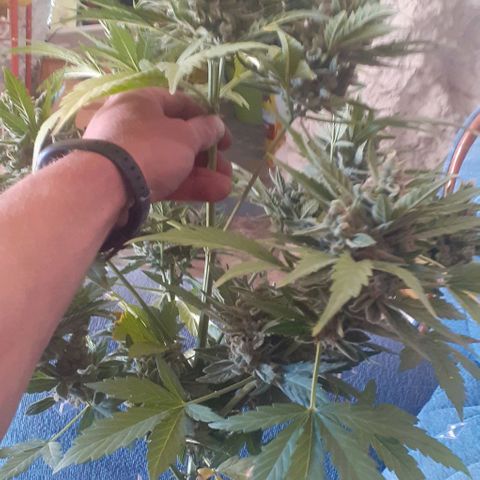 Amnesia 3 growlog timeline photo