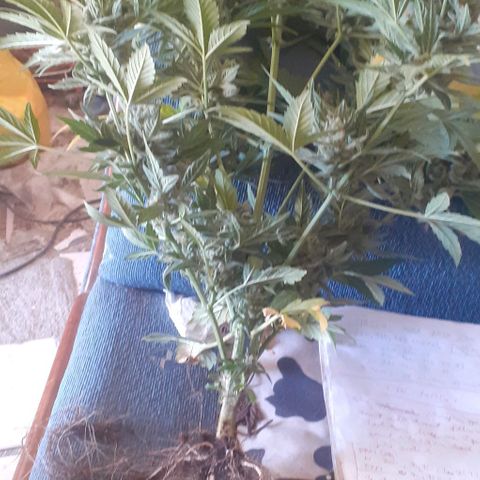 Amnesia 3 growlog timeline photo