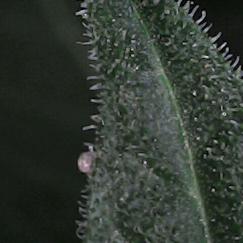 Gorilla 1 growlog timeline photo
