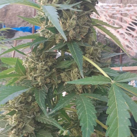 Gorilla 1 growlog timeline photo