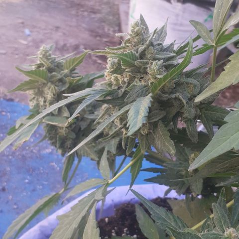 Gorilla 1 growlog timeline photo