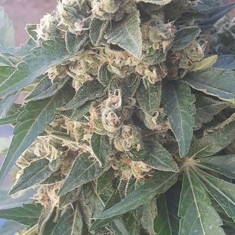 Gorilla 1 growlog timeline photo