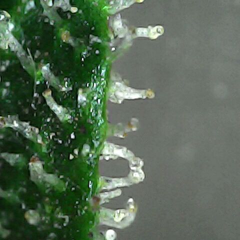 Gorilla 1 growlog timeline photo