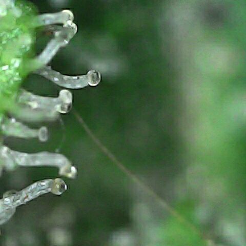 Gelatto  2 growlog timeline photo