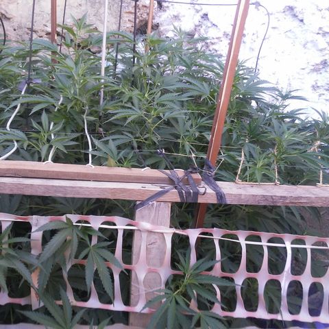 CHMOG growlog timeline photo