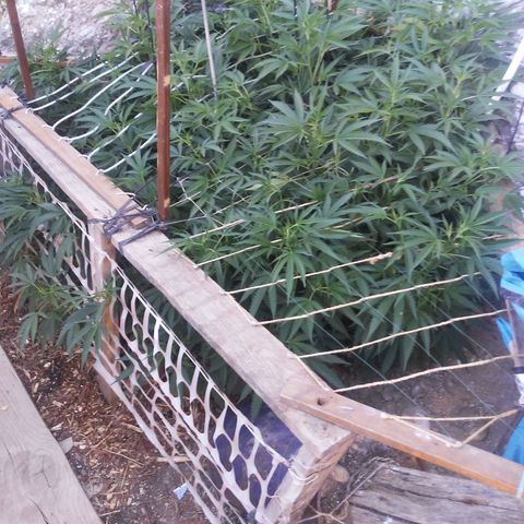 CHMOG growlog timeline photo