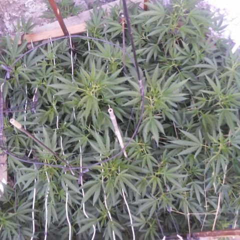 CHMOG growlog timeline photo
