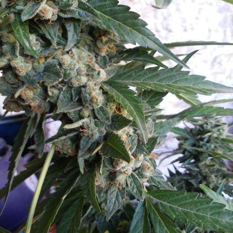 Gorilla 1 growlog timeline photo