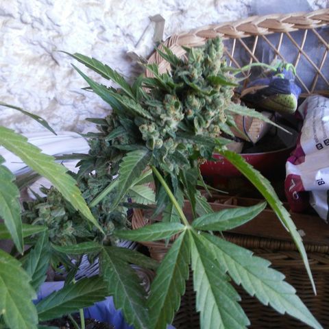 Gorilla 1 growlog timeline photo