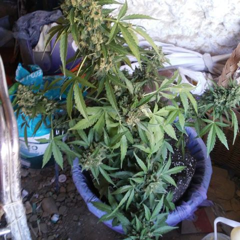 Gorilla 1 growlog timeline photo