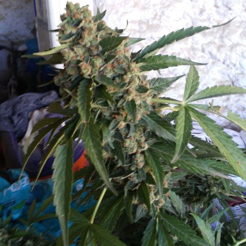 Gorilla 1 growlog timeline photo