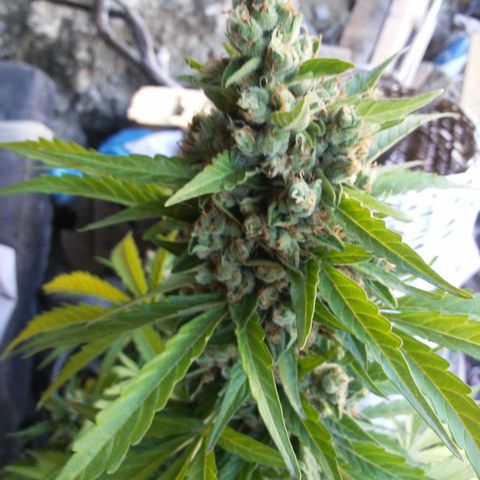 Gelatto  2 growlog timeline photo