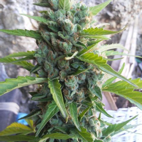 Gelatto  2 growlog timeline photo