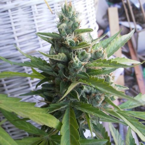 Gelatto  2 growlog timeline photo
