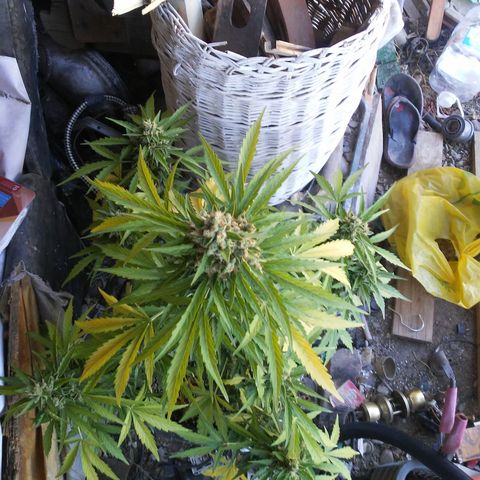Gelatto  2 growlog timeline photo