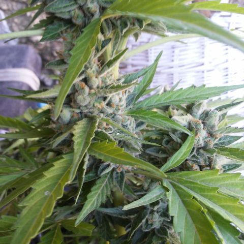 Gelatto  2 growlog timeline photo