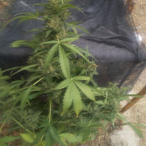 Gorilla 1 growlog timeline photo