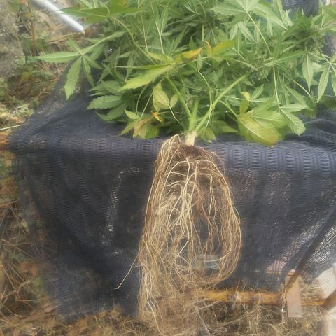 Gorilla 1 growlog timeline photo