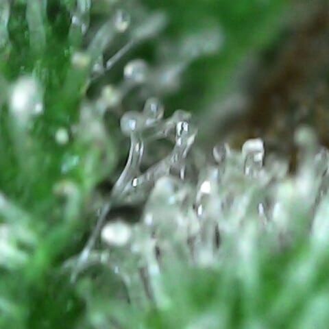 Gelatto  2 growlog timeline photo