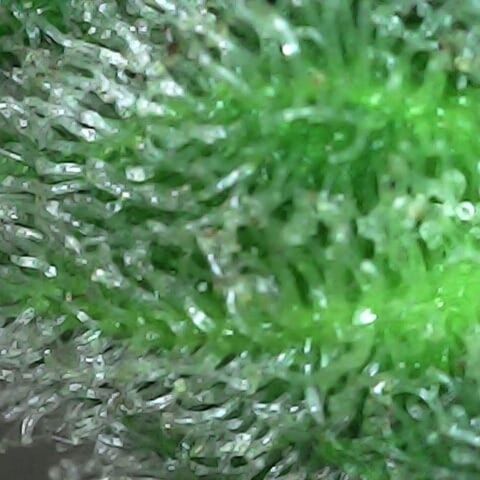 Gelatto  2 growlog timeline photo
