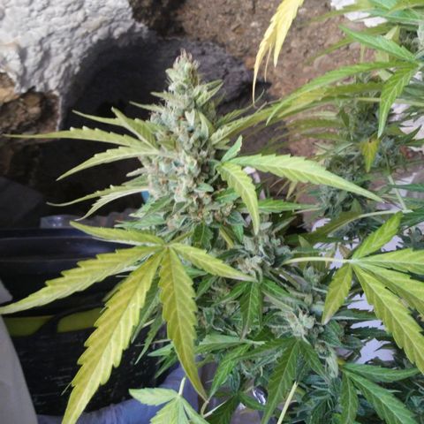 Gelatto  2 growlog timeline photo