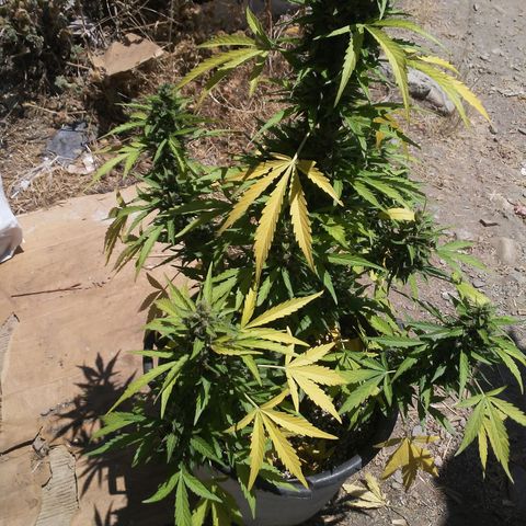 Gelatto  2 growlog timeline photo