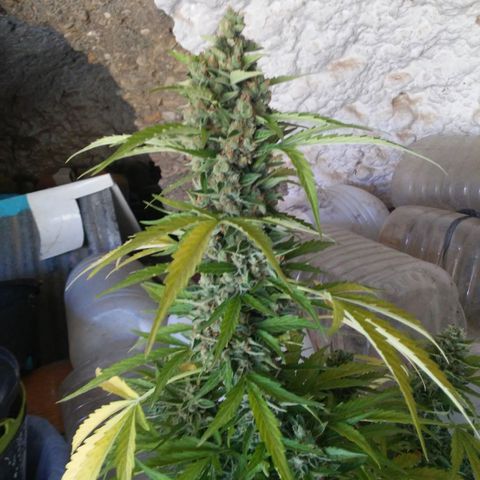 Gelatto  2 growlog timeline photo