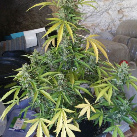 Gelatto  2 growlog timeline photo