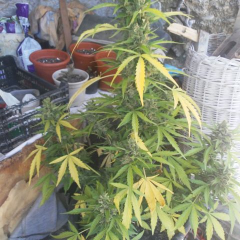 Gelatto  2 growlog timeline photo