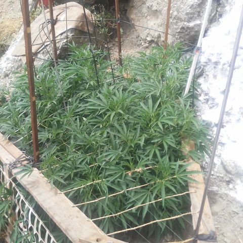 CHMOG growlog timeline photo