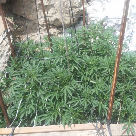 CHMOG growlog timeline photo