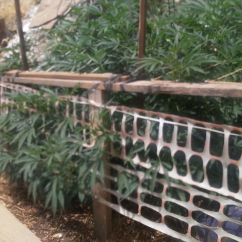 CHMOG growlog timeline photo