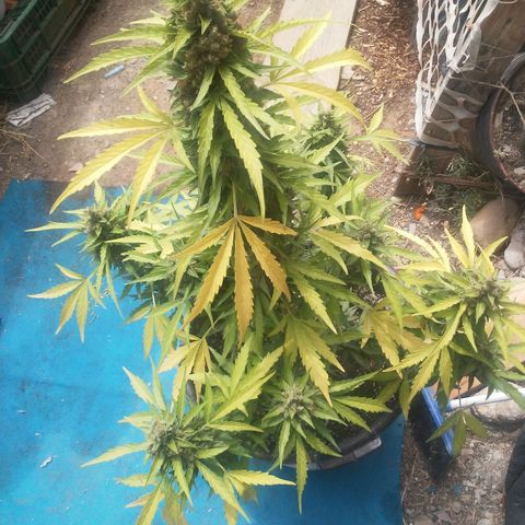 Gelatto  2 growlog timeline photo