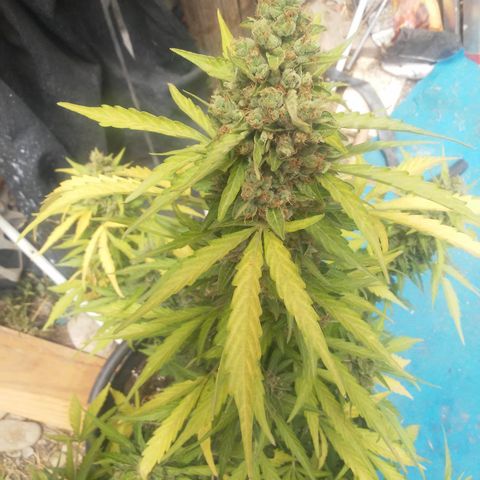 Gelatto  2 growlog timeline photo