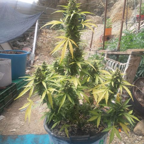 Gelatto  2 growlog timeline photo