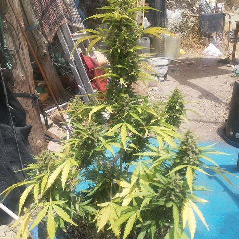 Gelatto  2 growlog timeline photo