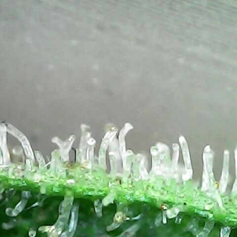 Gelatto  2 growlog timeline photo