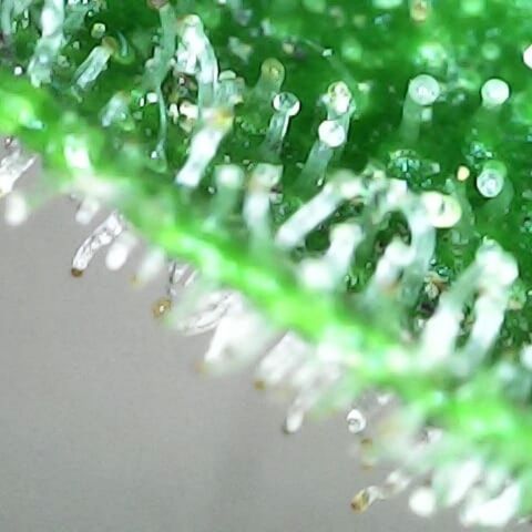 Gelatto  2 growlog timeline photo
