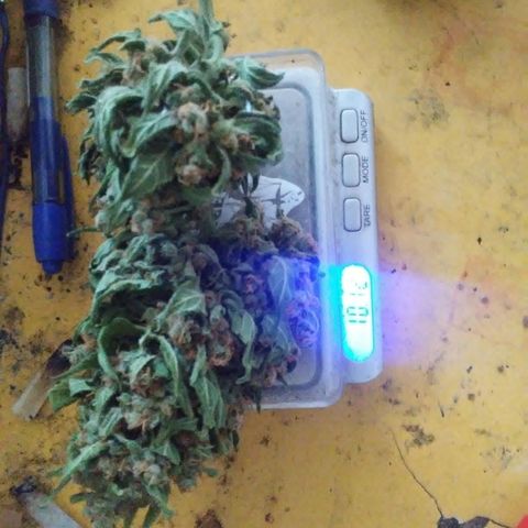 Gorilla 1 growlog photo: Seco