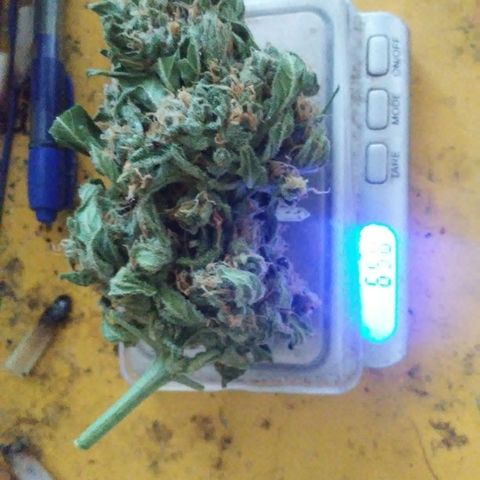 Gorilla 1 growlog photo: Seco
