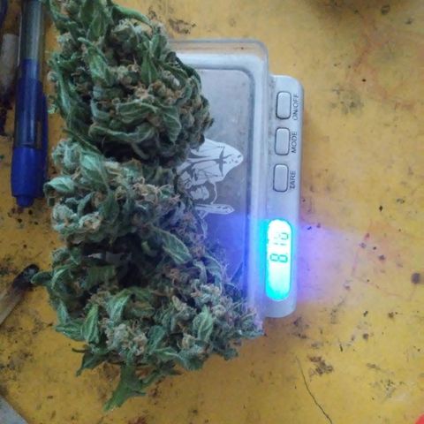 Gorilla 1 growlog photo: Seco