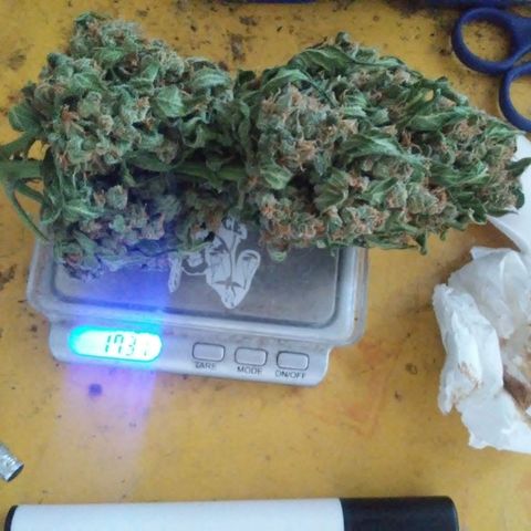 Gorilla 1 growlog photo: Cojollo principal