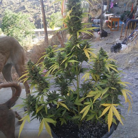 Gelatto  2 growlog timeline photo