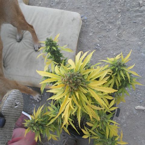 Gelatto  2 growlog timeline photo