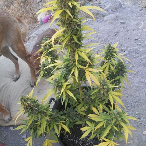 Gelatto  2 growlog timeline photo