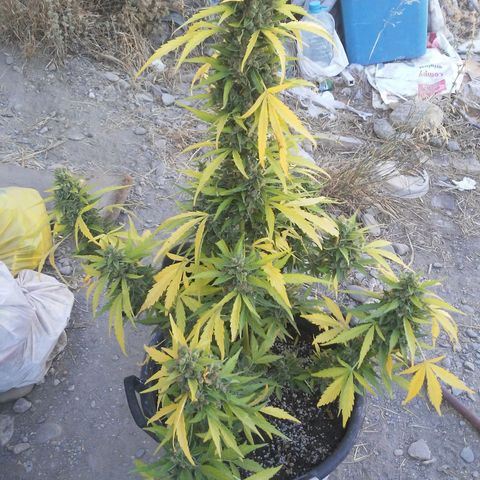 Gelatto  2 growlog timeline photo