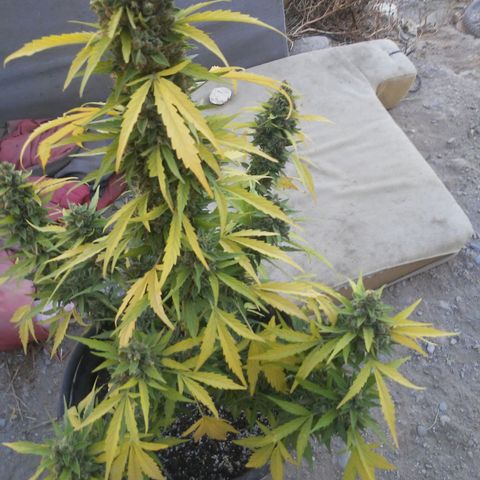 Gelatto  2 growlog timeline photo