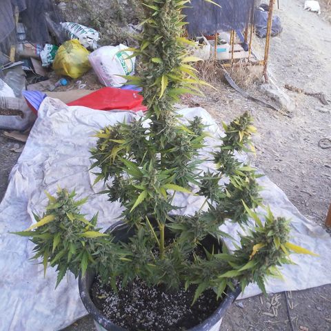 Gelatto  2 growlog timeline photo