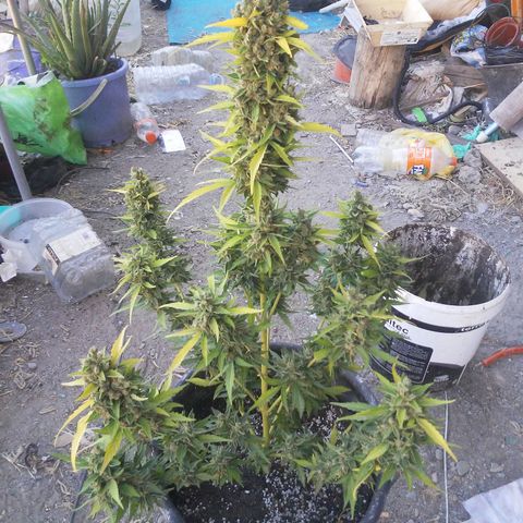Gelatto  2 growlog timeline photo