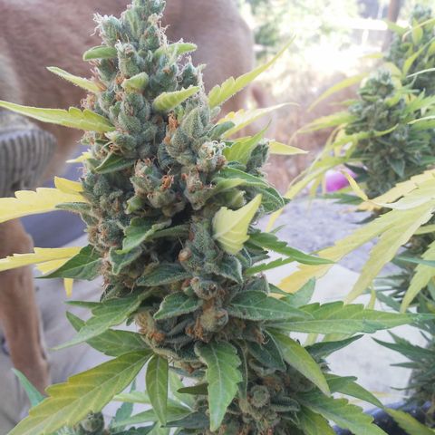 Gelatto  2 growlog timeline photo